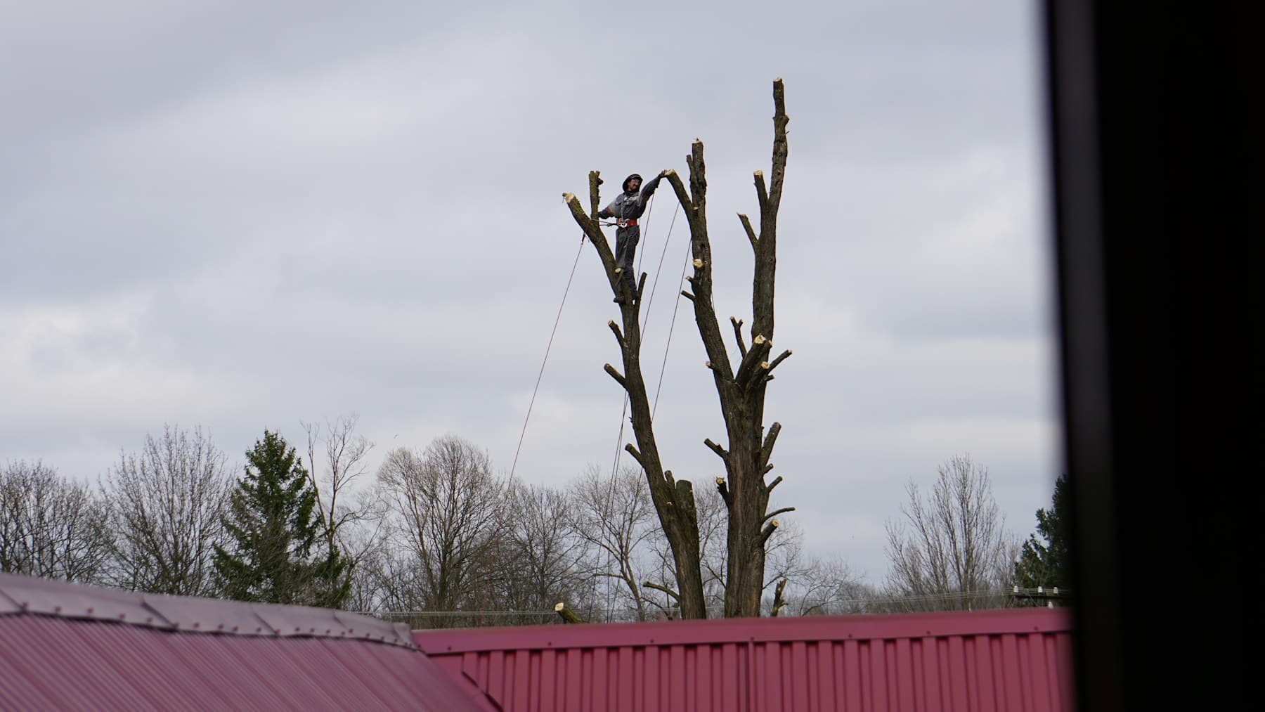 Arborist working in a tree canopy